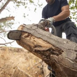 Tree Debris Removal