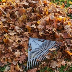Yard Debris Removal